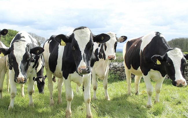 Кабмин одобрил стратегию экспорта сельхозпродукции до 2026 года