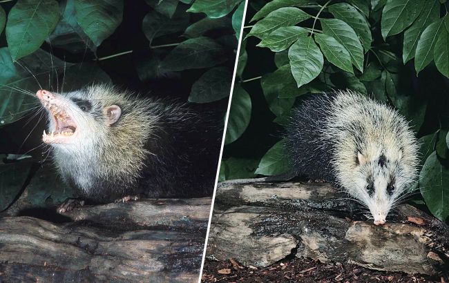 Тварина чи жарт? Хто такі гімнури і чому майже ніхто про них не знає