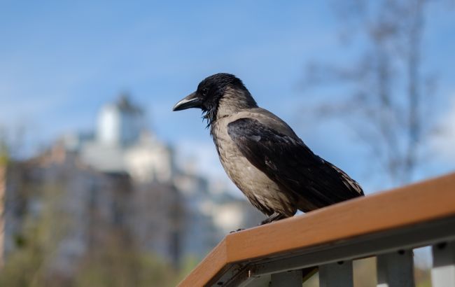 Пташиний терор у місті? Чому ворони нападають на людей і що з цим робити