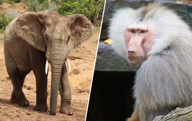 Не тільки шимпанзе: 7 тварин, які дивують "людською" поведінкою