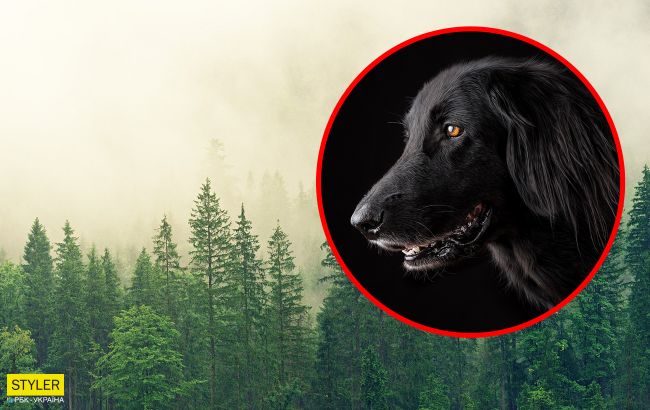 У Києві невідомі різали і їли собак: інцидент викликав суперечку в мережі