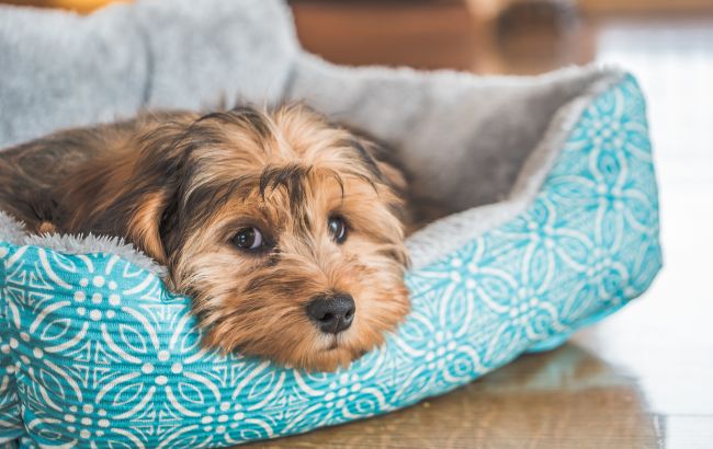 Ученые раскрыли секрет собачьего долголетия: названы ключевые факторы