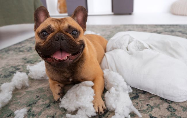 Украинцев предупредили о штрафе за неправильный выгул собак: как избежать