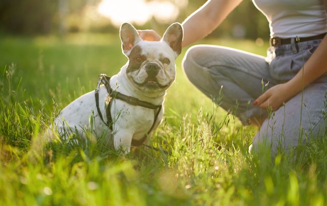Шлейка чи нашийник: що найкраще підійде для вигулювання собаки