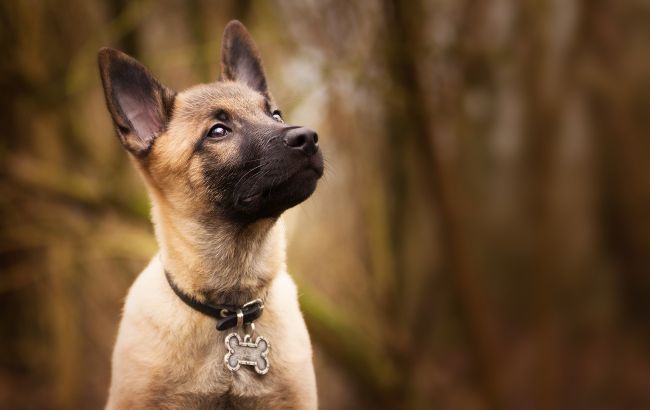 Собираетесь завести собаку? Вот что нужно для этого знать: советы от профессионального кинолога