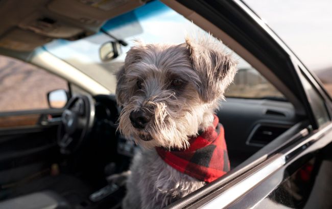 ЄС змінив правила перетину кордону із домашніми тваринами: що потрібно знати