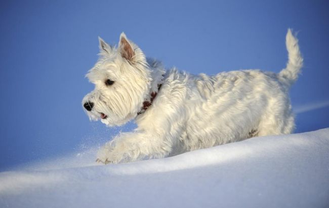 Погода на сьогодні: в Україні очікується мокрий сніг, температура до -2
