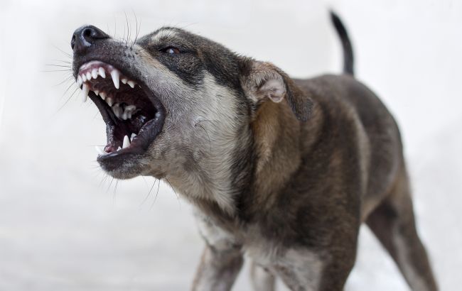 Кінолог назвав 3 породи собак, які не можна заводити новачкам