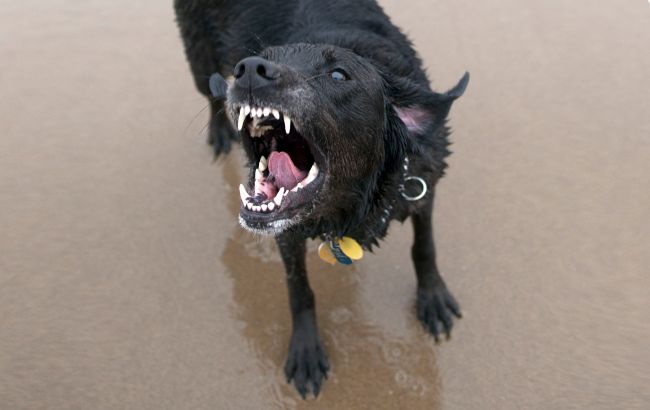 Бешенство атакует Сумскую область: за полгода уже столько случаев, как за весь 2024-й