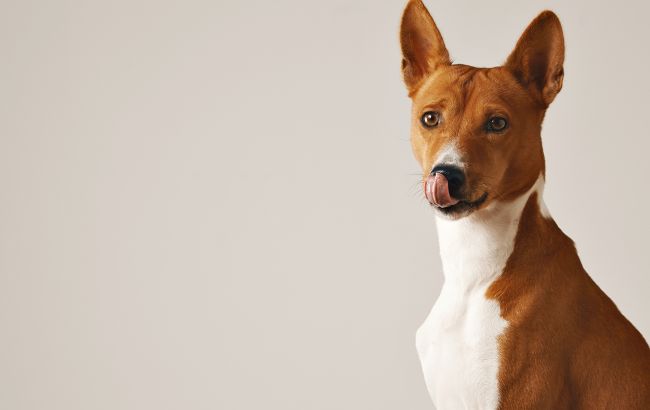 Лікар назвав 5 порід собак, які мають міцне здоров'я