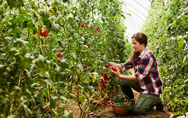 Робота на сезон у 2025: де українцям платять найбільше &ndash; овочі, фрукти, склади