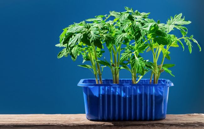 Рассада станет крепкой и быстро пойдет в рост: добавьте всего две ложки в грунт