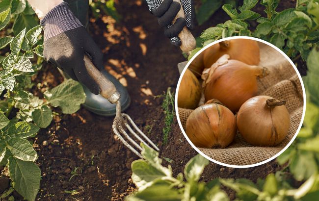 Не викидайте цибулиння, якщо хочете мати багатий урожай на городі