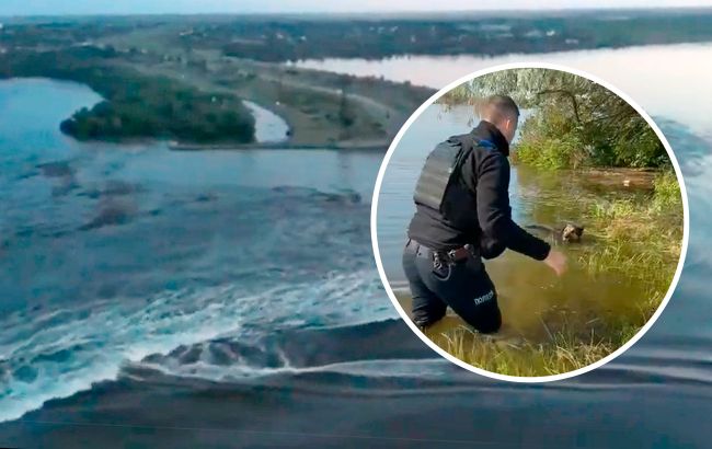 Рятувальники дістають із пасток тварин, постраждалих внаслідок підриву ГЕС: відео порятунку