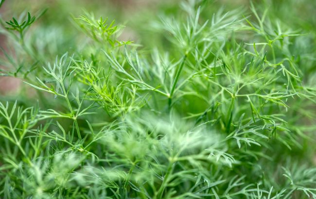 Щоб кріп завжди ріс кущами: які секрети потрібно знати усім городникам