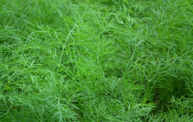 Эти хитрости помогут вырастить богатый урожай сочного и пышного укропа в августе
