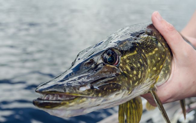 Українка похвалилася уловом, але всі забили на сполох: "Закопайте щуку негайно!"