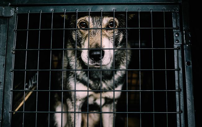 В приюте под Бородянкой спасли животных: выжили не все (видео)