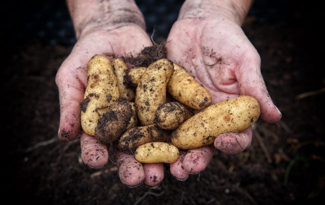 Можно ли копать картошку во время дождя: это важно знать всем