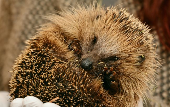 Їжачки потребують допомоги. Як ми можемо врятувати їх від холодної смерті: поради експерта