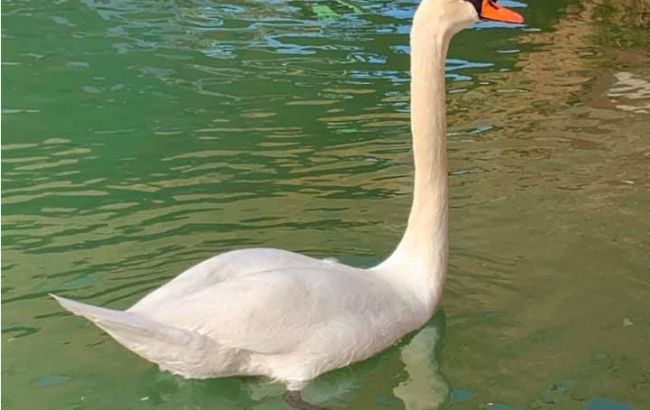 Из-за карантина в каналах Венеции вода стала прозрачной