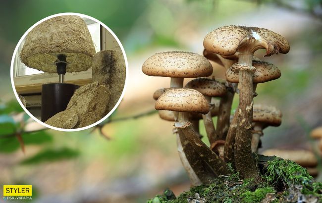 Солома превратилась в пенопласт: украинские ученые случайно создали пластик из грибов