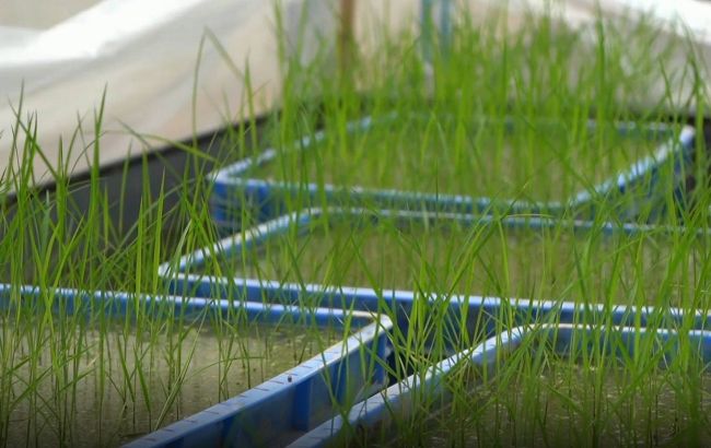 У Китаї зібрали першу партію "космічного рису"