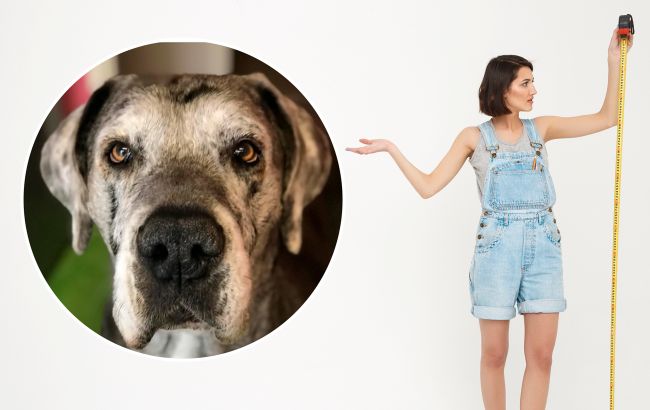 Дивіться на найвищого собаку у світі, який більше схожий на коня