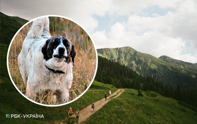 Оточують і атакують. Туристів у Карпатах попереджають про напади вівчарських собак
