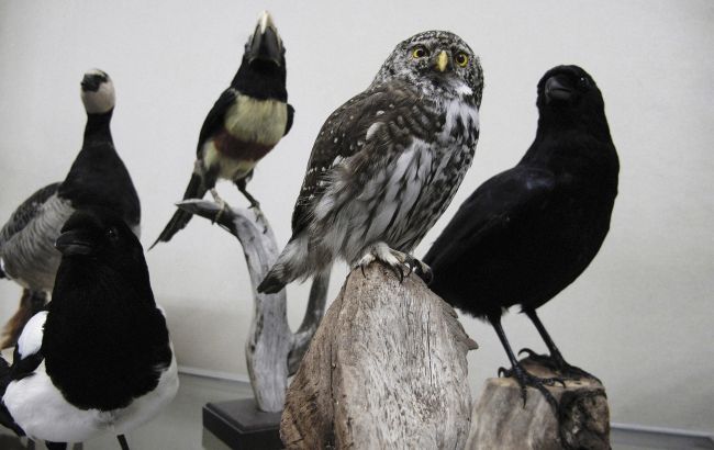 Ворона - хитрая, сова - мудрая, лебедь - верный? Орнитолог объяснила, правда это или миф