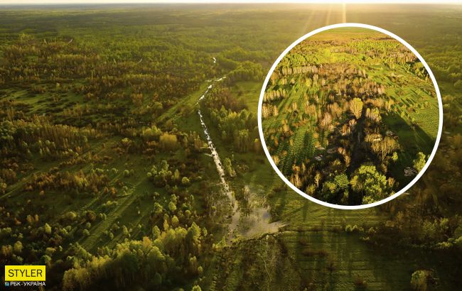 В Чернобыле показали на фото редкую птицу-невидимку: она быстро бегает