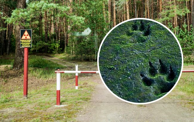 У Чорнобилі показали величезну, хижу комаху, яка може знищувати бджіл (фото)