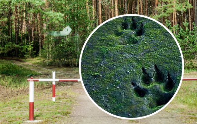 Жінка встановила камери спостереження в лісі і ледь не посивіла від побаченого (фото)