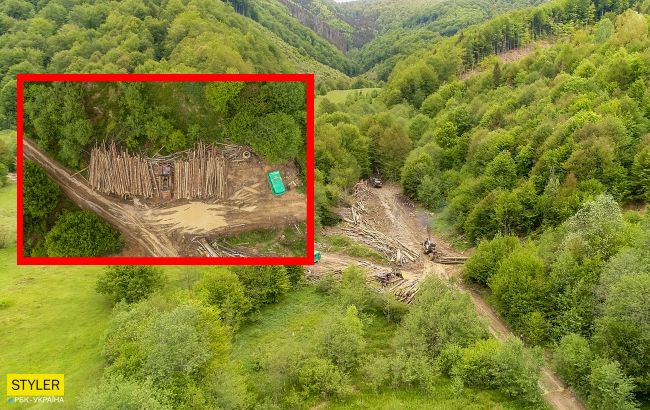 В сети показали фото "лысеющих" Карпат: нещадная вырубка продолжается
