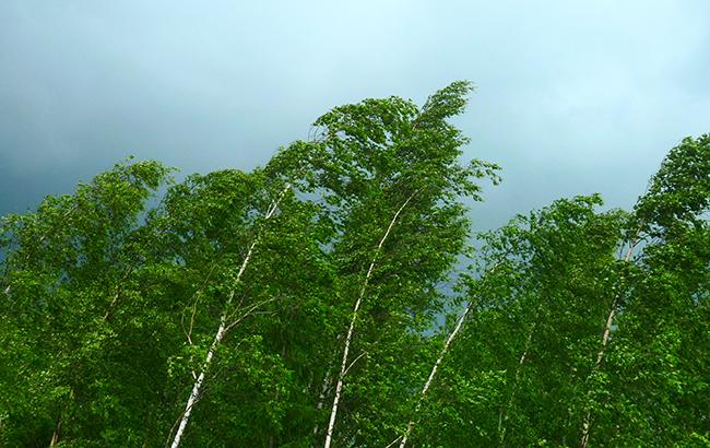 В Киеве до конца суток ожидаются сильные порывы ветра