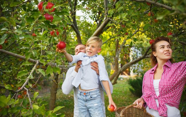 Как сушить яблоки на зиму: простые и быстрые способы