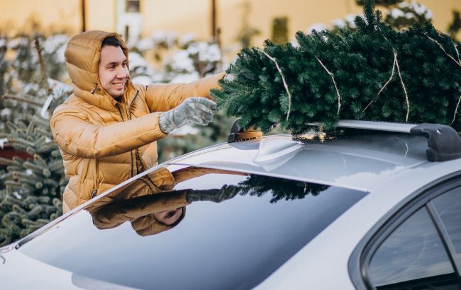 Коли у Києві почнуть продавати ялинки: названо дату