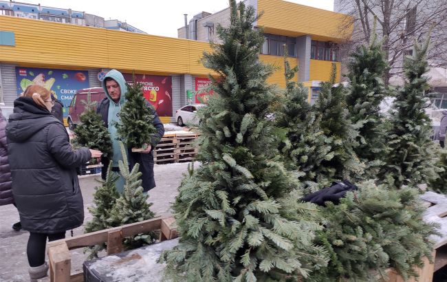 Цены удивят? Сколько будут стоить "живые" елки в этом году