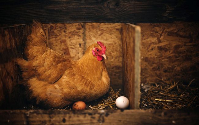 Як допомогти курям краще нестися: способи, що дійсно працюють