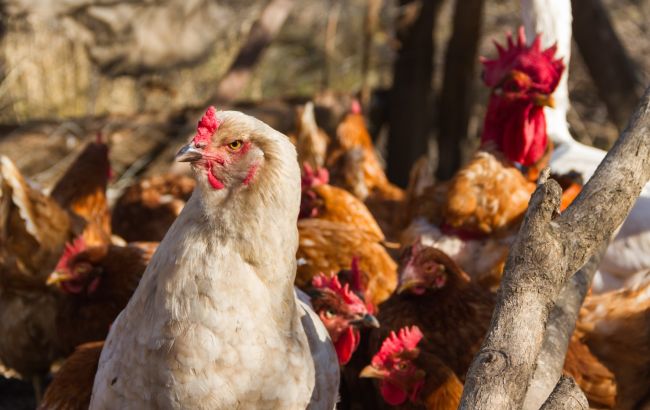 Як покращити несучість курей: найкращі поради