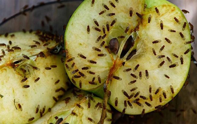 Чи безпечно їсти фрукти, на які сіли плодові мушки?