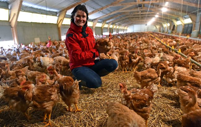 Дізнайтесь правду. Чи можуть курки нести яйця, якщо в курнику немає півня