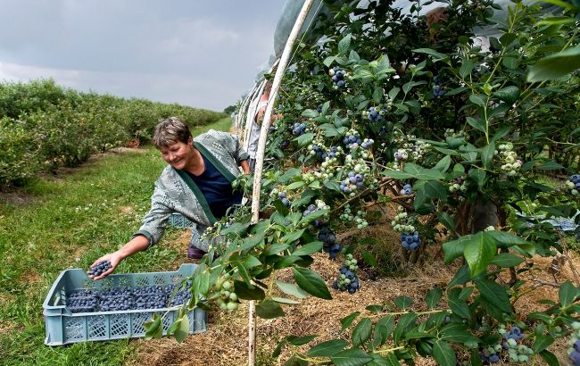 Будівельники та медсестри. Яких працівників гостро не вистачає в країнах Європи