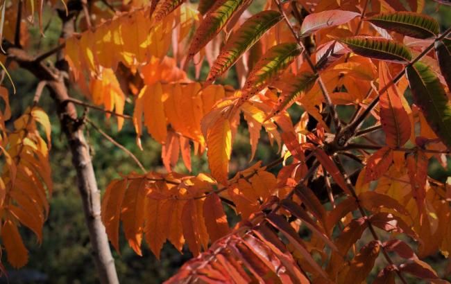 Погода на сьогодні: в Україні без опадів, температура до +21