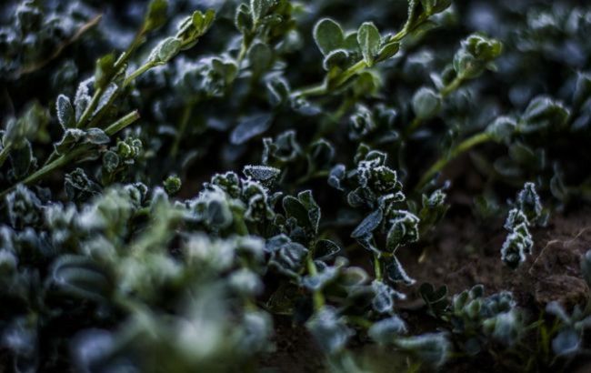 Синоптики предупреждают о ночных заморозках в Украине