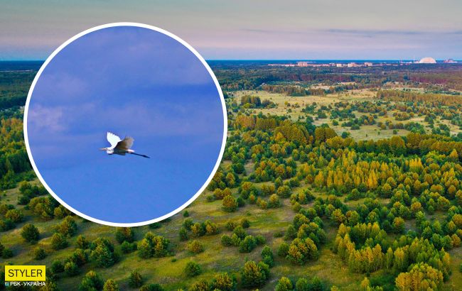 В Чернобыле показали птицу, которая может сгибать шею в трех местах (фото)