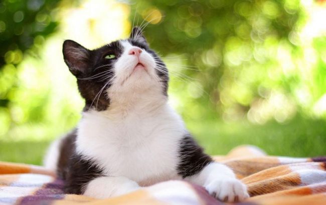 Погода на сьогодні: на півдні України місцями дощі, температура до +33