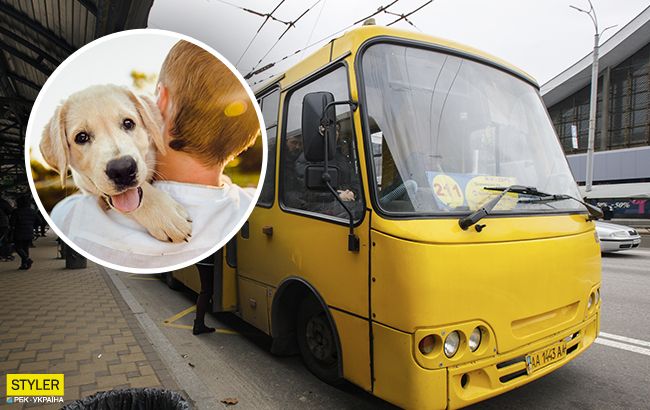В транспорт с животными: как правильно перевозить своих питомцев