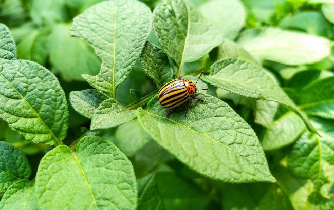 Без химии: лучшие народные средства от колорадского жука на картошке