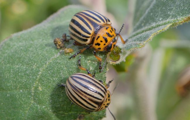 Колоради зникнуть назавжди: городники в захваті від цих простих методів